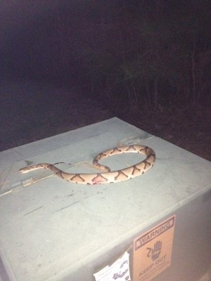 copperhead.jpg