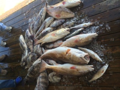Capt. Ed  fishing trip