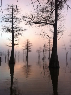 Small Cypress.jpg