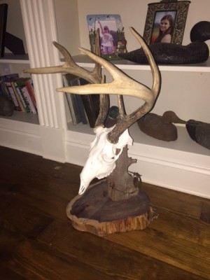 sj_skull.jpg