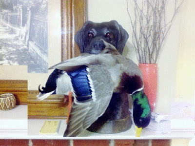 Lab Mallard Mount.gif