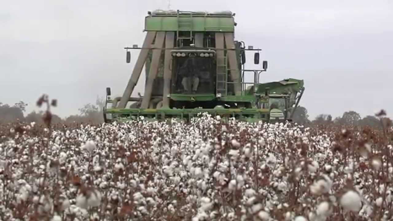 Mississippi Duck Hunting Property For Sale The Hotel Blind   Cottonharvest 